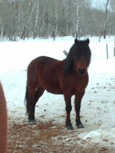 Registered Quarter Horses and Pony For Sale or Trade!