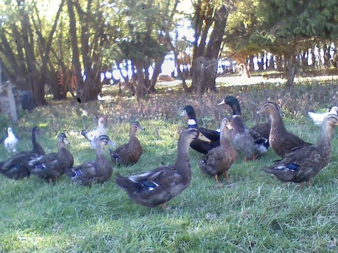 Rouen Ducks For Sale