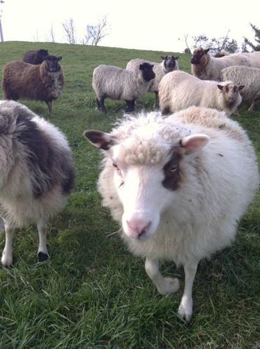 Shetland Sheep