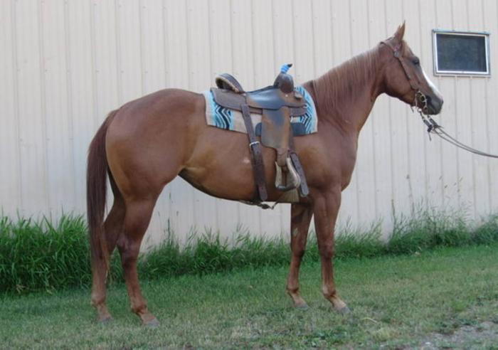 Sorrel AQHA mare - barrel horse, reining/working cow