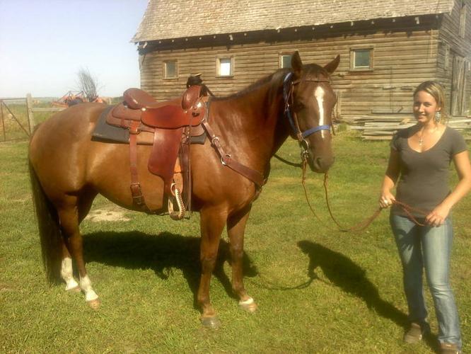 Tahoe - 7 year old papered Chestnut Quarter Horse