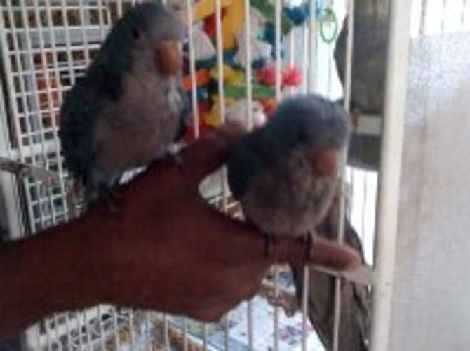 Tame Blue Quakers For Sale .!