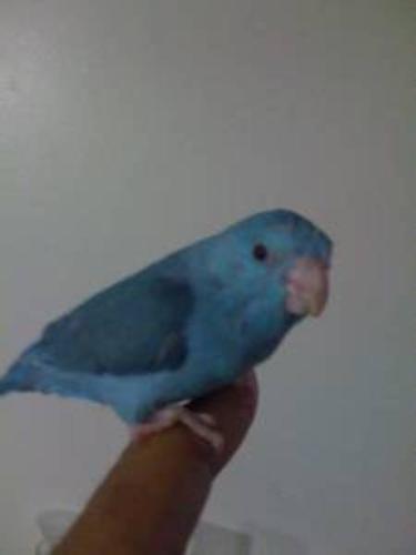 Tamed & Handfed Parrotlets babies and pairs Up for sale