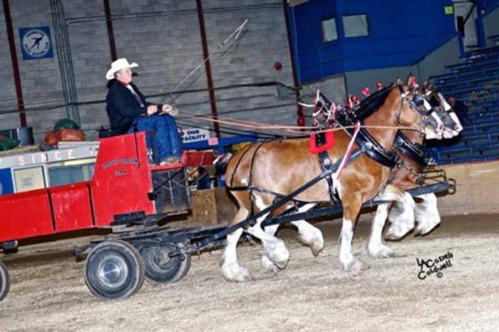 Team of Redgistered Clydesdale Mares