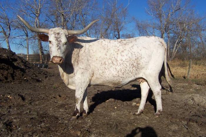 Texas Longhorn Beef!