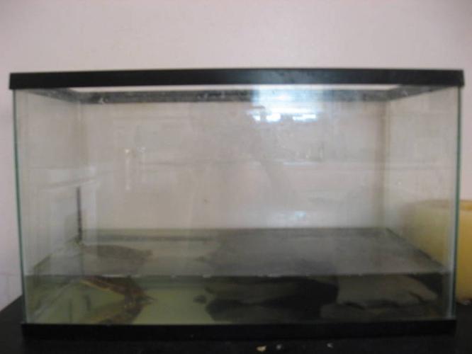 turtle with tank..call victoria 9052166157