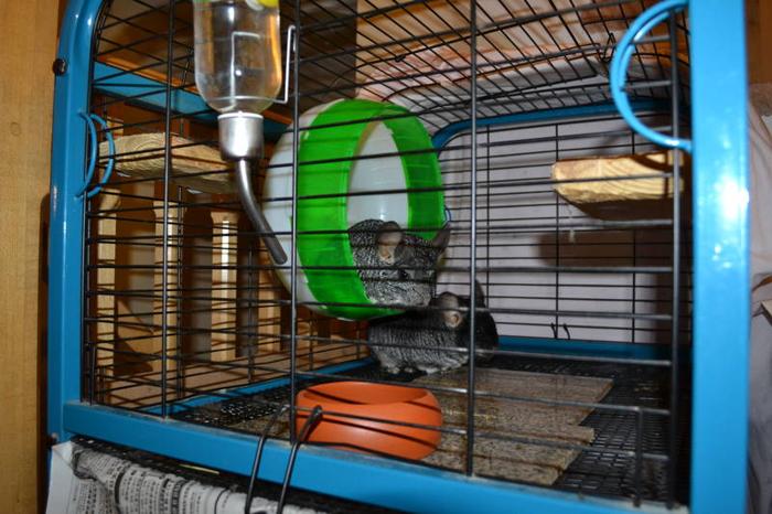 Two male chinchillas looking for a good home