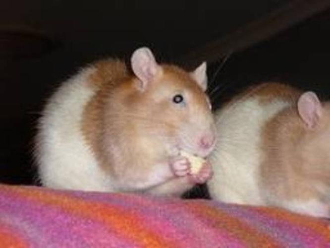 two pet female rats