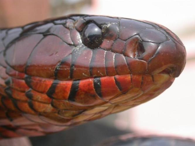 Wanted: Buying ALL Eastern Indigo snakes