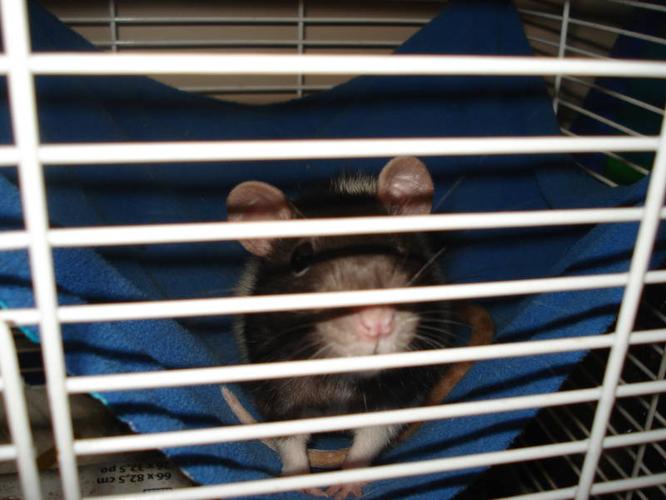 Wanted: Experienced Rat owner... to adopt a female...