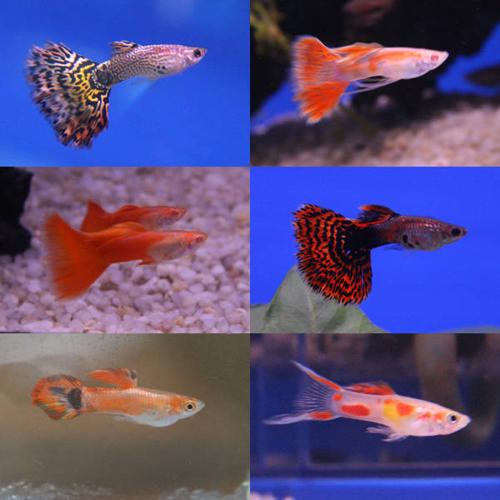 Wanted: Fancy guppies/small schooling fish, plants, and rocks