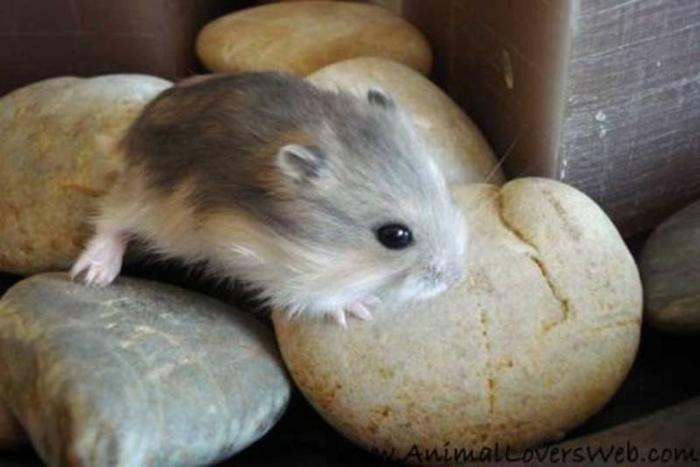 Wanted: Russian Dwarf Hamster