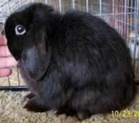 Wanted: Solid Colored Holland Lop Buck
