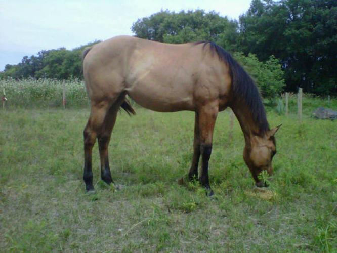 Wanted: Willing to trade 3 AQHA yearlings and 1 APHA yearling for.....