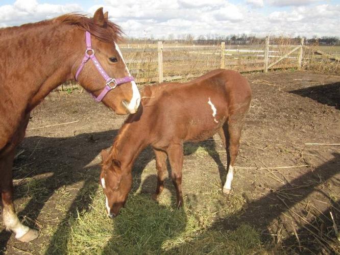 Weanling Needing a New Home