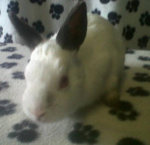 White & Grey Dwarf Rabbit - Free to Good Home