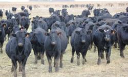 Black and BWF heifers AI bred to 69 lb BW Black Angus SAV Final Answer 0035.  Red and RWF heifers AI bred to 74 lb BW Red Angus Feddes Big Sky R9.  50 Chars and Tan heifers bred the same way.
 
Start calving April 10, 2012.  Full herd health, preg-checked