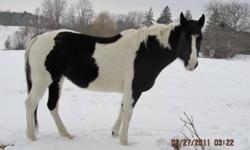 10 YEAR OLD BLACK AND WHITE TOBIANO PAINT MARE for sale. She was born and raised in Alberta and been in Ontario for 7 years. She is quiet, loves to learn new things, and loves to please. She has been a lead pony for kids, been driven in carts, and done
