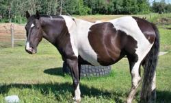Patches is a big stout mare with lots of talent that is being wasted here. She was broke as a three year old in a Larry Nelles Clinic. She was turned out during that winter and then she spent two months at a feed lot pen checking cattle. She has great