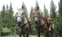 Jagger is a stout gray gelding. He is broke, but he needs an experienced rider. He has not been ridden a ton over the last couple years and it shows in his consistency, but he would make a great horse someone that has the time for him and wants a good