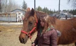 Kix is a 12 year old Morgan Quarter Horse Cross. She stands about 15hh and is a darker dun colour, almost Liver Chestnut-like, but goes much lighter in the winter - like in the photos.
She is trained to bit, but I ride her in just a halter. She's been