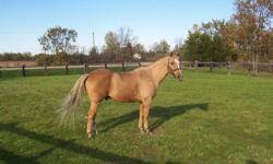 PLEASE READ ENTIRE AD BEFORE RESPONDING SO YOU DON'T WASTE YOUR TIME OR MINE!
Sunny is a solid, 15.1h dark gold palomino. He is a Quarter Horse (foundation type), but no papers available. He is road/traffic safe, well broke, easy to handle. Trailers,