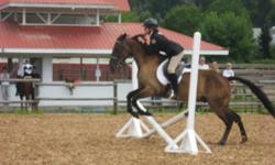 Hello, we Have a standard bred gelding up for sale... He does anything you ask!, He has been in a few jumping courses and loves it, he does excel in the gymkhana events, and do amazing!. He has been in Shows English and western... but doesn't do as well,