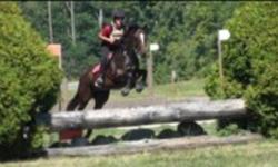 Short Stuff: Athletic, honest, and fun 8 year old 15.1 hh bay TB mare. Many positive and solid show miles in hunters low jumpers and eventing to pre-training, plus pleasure riding out on roads and trails. A great all round horse for a small adult or child