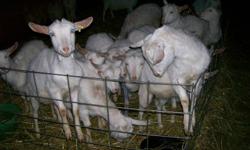 15 SAANEN/NUBIAN DOELINGS for sale born May/June 2011 from CAE free herd, raised on cows milk.  White goats in pictures only for sale.  Currently on hay and grain and weighing 40-60lbs.  Will make excellent milking does but could be used for meat.