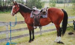 Broke to ride or pack.  Solid built Quarter Horse X.  Good feet, good on hobbles, easy keeper, good to trim/shoe and load.  Has had over 9 years of experience on trail rides, packing boxes, crossing rivers/ bogs/ mountain passes.  Intermediate rider.