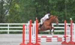 16h 1995 Hunter/Jumper Chestnut Throughbred mare, Summer Breeze (Bree). No vices, clips, hauls, great temperament. Very enthusiastic honest jumper. Jumps 2'9 may be able to go up to 3ft. Showed at thunderbird, MREC and other local shows. Great for novice