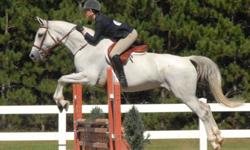 Kasanova
"Nova" is an 11 year old passported grey gelding.  He has shown trillium for the last 2 years and is ready to move up.  Nova showed in the Mod Children Hunter (2'9") this summer as well as equitation and one hunter derby.  Nova has auto lead