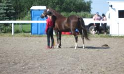 19 yr old QH cross gelding. Good with traffic, not spooky, 100% sound. Trailers good, bathes, has regular ferrier and is up to date on all shots.
Call for more information.