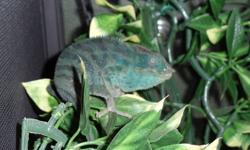 Yoshi is a 1.5year old male chameleon (mixed breed). He is teal in colour and about 6 inches or so long (plus tail).  He comes with all the stuff you need for him, and he eats crickets. Chameleons do not do well when they are handled overmuch, and as such