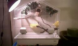 I have a domestic finch which I saved from a friend who was going to feed her to his python 2 years ago.
She is Brown and white.
She comes with:
a big finch cage
a beautiful nest
dishes for food and water
Heat lamp ( good for smaller birds low amp)
a