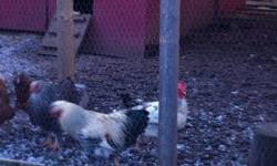 I have 1 rooster (cross between a silky bantam and who knows what!!) and 5 hens that need a new home.
They are all about 18 months old and include an Easter Egger that lays green eggs, a Leghorn, RIR and Colombian White.
The Leghorn is laying great having