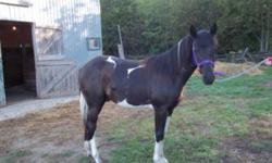 Fun loving 1 year old black and white homozygous Tobiano gelding for sale.  Currently standing at 13.1 hh.  Both parents were homozygous Tobiano.  His sire is a 16.1 hand homozygous stallion whose pedigree is packed with ROM halter winners and futurity