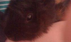 I'm looking for a home for a black and brown 1 year old female guinea pig.Reson im give her away is because I have no time to take care of her,Its brakes my heart to give her away.She comes with Cage,food,hay,water dish.Asking $30 O.N.O,I payed around