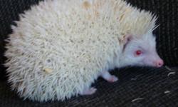 Albino African Hedgehog
I have a 1 Year old Male Albino Hedgehog for sale, he is in good health, the only reason why i'm looking to get rid of him is for my health, I'm allergic to his bedding's and we just dont have enough time to offer him
He comes with