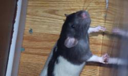 Looking for a good home for pet rat named Pherb.  Pherb is one year old very friendly, I am looking for a new home for him as we do not give him the attention I feel he needs.  Pherb comes with cage treats and food.