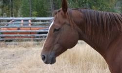 We originally put this horse up for sale because we were not doing anything with her, but we have decided that maybe leasing her out is an option also.
 
She has been used for reining, has good bloodlines that can be viewed on 'All breed registry' her