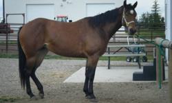 I have decided to sell my mare born May 2006. She is about 16HH. Big strong beautiful mare, would make a great speed competition horse. She needs a very experienced rider, as she tends to be nervous. She will need to be ridden often, and would benefit