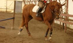 2006 Portland L mare reg CSHA 16 2 hands chestnut
Started and ready to go in your direction
This mare will be a star in any ring.
She is big bodied,has correct legs and hooves,intelligent and learns very quickly but most importantly retains what she