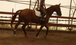 2006 Portland L mare reg CSHA 16 2 hands chestnut
Started and ready to go in your direction
This mare will be a star in any ring.
She is big bodied,has correct legs and hooves,intelligent and learns very quickly but most importantly retains what she