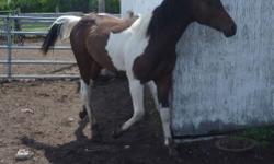 2009 Grade Paint Colt ? Bay Tobiano
 
Ajax is curious and clever, willing and friendly, lots of chrome, has gorgeous movement and a very pretty head. He?ll turn heads everywhere he goes. This colt is registerable ? though the papers weren?t filed for him