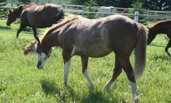 "Impressive Coosation"
2010 APHA sabino overo paint filly
 
Coming 2 yr old filly, quiet and nice to handle. Friendly, easy to catch. Very pretty, well built filly, nice moving.  
Hunter under saddle, western pleasure prospect. Would also make a wonderful