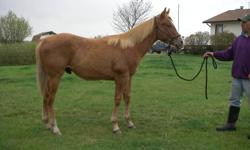 Grandson of Firewater Flit on the top and out of a Docs Lynx-Sugar Bars-Three Bars bred mare. Wylee was bred for the arena. Gentle and current on all vacs, worming, trimming. Flashy sorrel with flaxen mane and tail. Ready to lightly start now. Photos