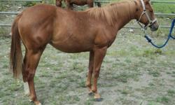 This beautiful filly has been handled since birth, and it shows.  With her quiet disposition and willingness, she will be a pleasure to start in the spring.  Sire is registered QH and dam is registered APHA.  She should mature to 15h. She leads,