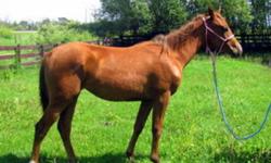 Miss Crimson Star 2010 Sorrel Filly
This girl could go in so many directions, I just dont have the time for her.  Her sire was ran on barrels and showed a lot of potential in cutting.  She is very smart, quiet and has a gorgeous babydoll head. Has