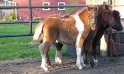 Timber is a sweet little pinto filly.  She is by Country Lanes Wee Wee Wonder, a chestnut leopard appaloosa stallion & out of a brown & white pinto mare.  Timber has appaloosa pigmented skin on her muzzle area so she could produce appaloosas or